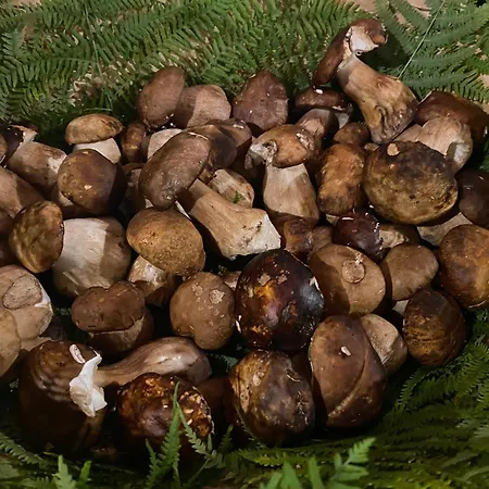 Lo Scoiattolo * Montorio al Vomano